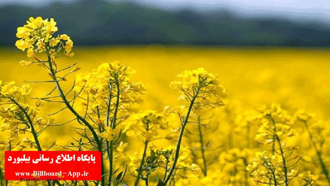 خرید ۱۰۰ تن کلزا از کشاورزان در چهارمحال و بختیاری_thumbnail
