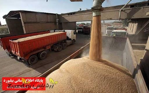 پیش بینی خرید تضمینی ۴۰ هزار تن گندم در اسدآباد_thumbnail