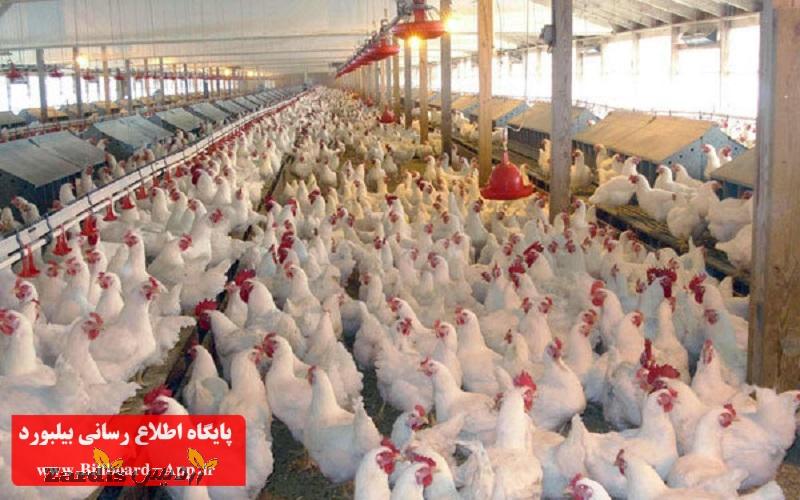 کنترل قیمت مرغ با توزیع نهاده ها امکان پذیر است_thumbnail