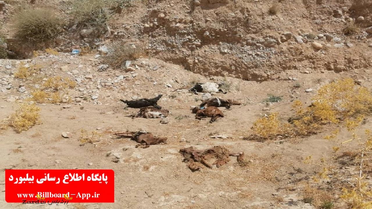 تلف شدن ۳۰ رأس گوسفند در حمله گرگ‌ها به روستای «تنگ کتویه» + تصاویر