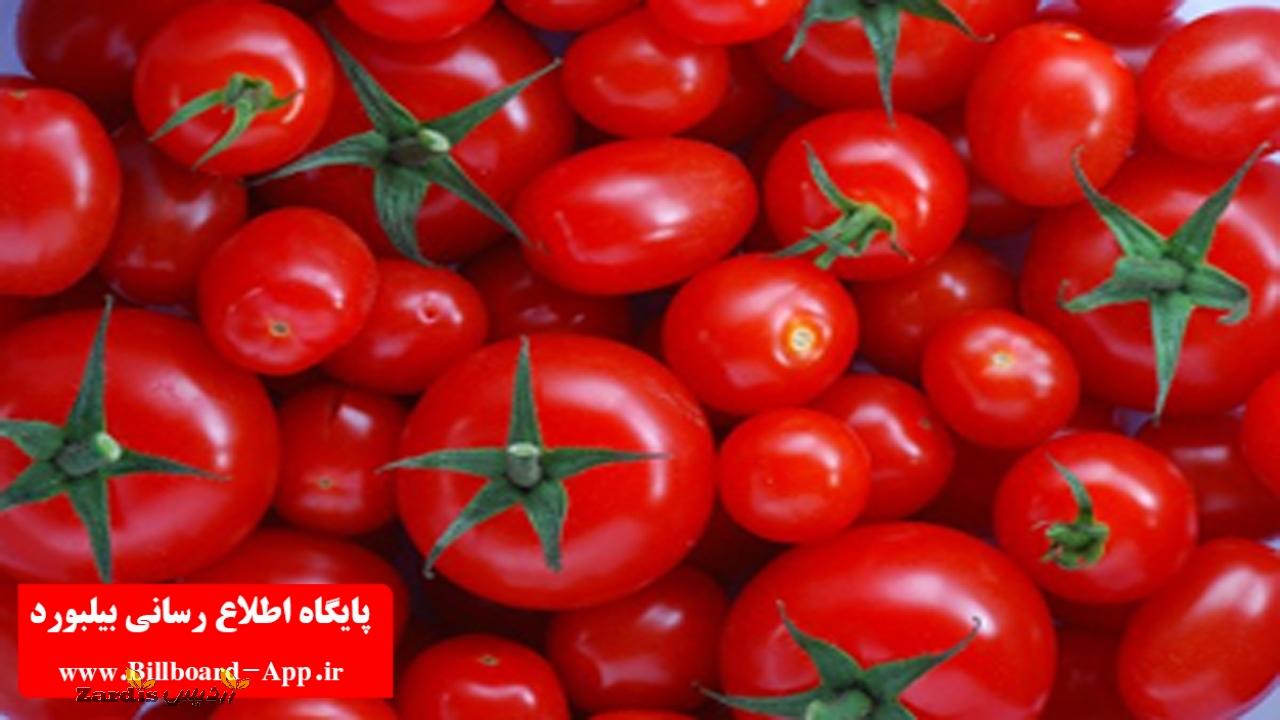 خرید حمایتی گوجه فرنگی از کشاورزان فارس