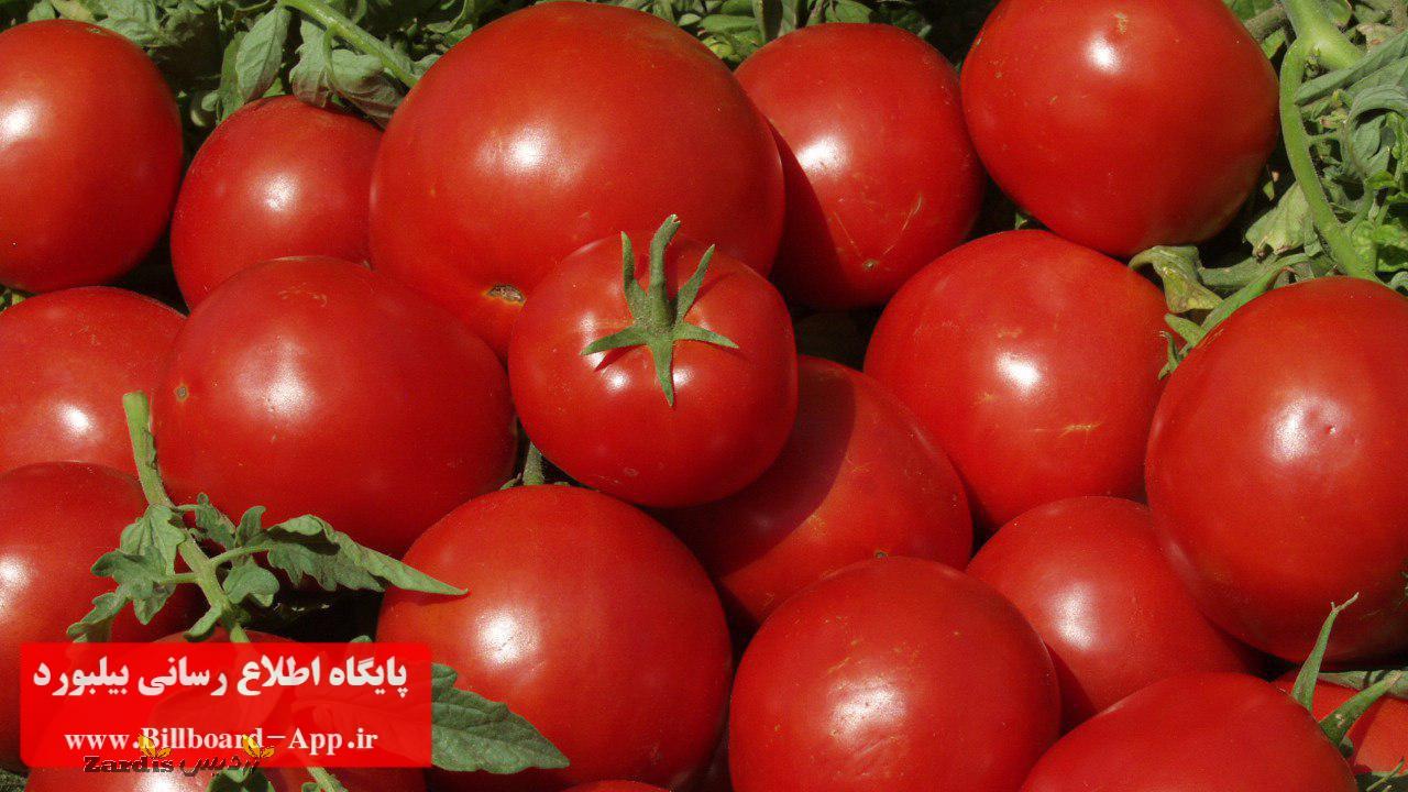 خرید حمایتی بیش از ۱۶ هزار تن گوجه فرنگی از کشاورزان گلستانی_thumbnail