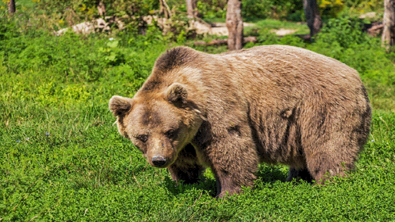 حمله خرس به چوپان ۵۴ ساله لردگانی_thumbnail