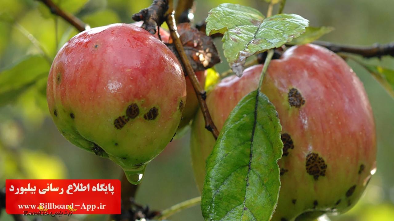 آغاز مبارزه با نسل سوم کرم سیب در فارس