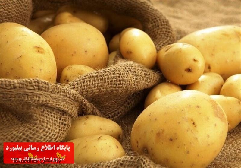پیش بینی برداشت ۹۳۰ هزار تن سیب زمینی از مزارع استان همدان_thumbnail