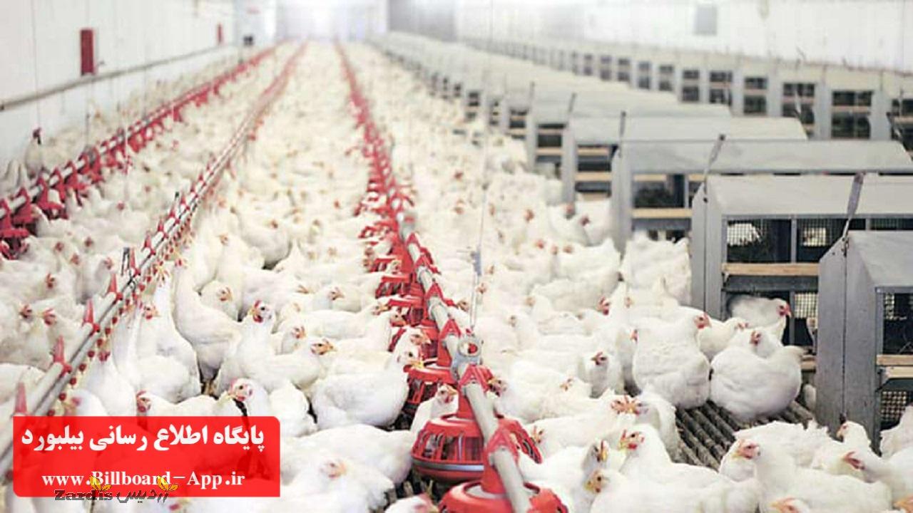 صنعت مرغداری در حال تعطیلی است؛ مرغداران رغبتی برای جوجه ریزی ندارد_thumbnail