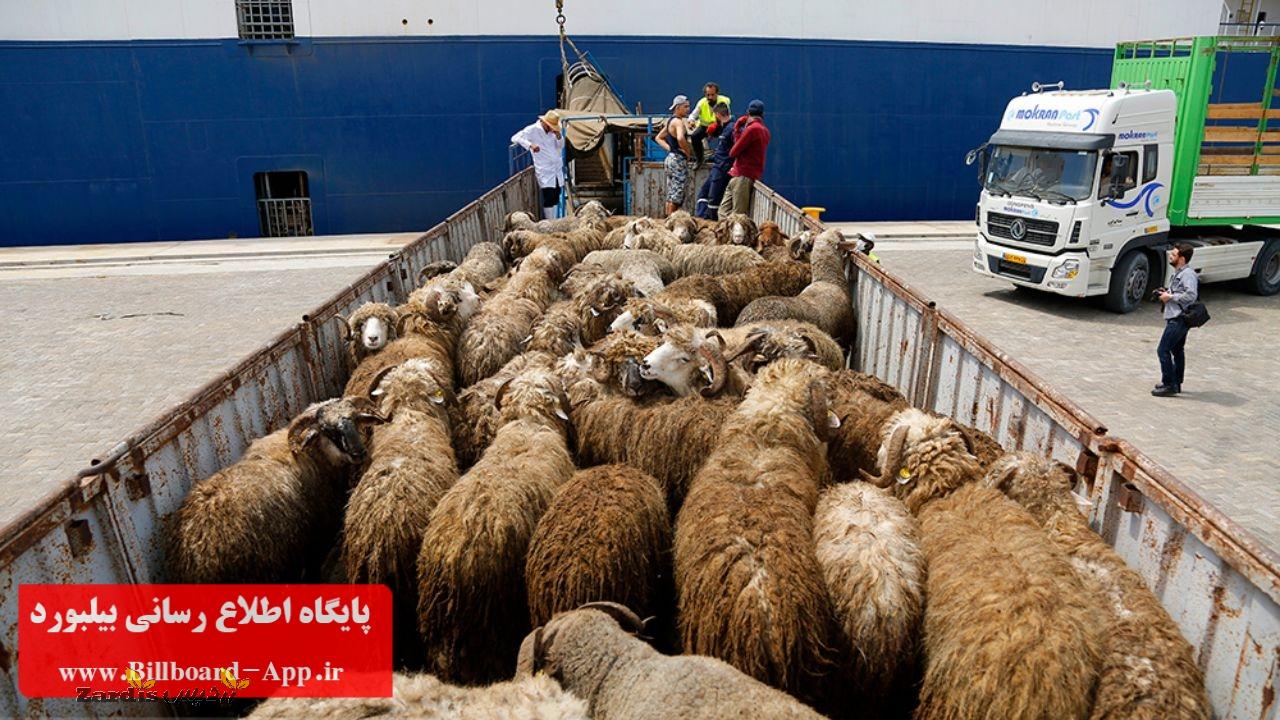 کشف ۶۰ راس گوسفند قاچاق در بهار_thumbnail