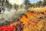 ۶ هکتار از جنگل‌های پلدختر در آتش سوخت_thumbnail