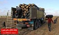 هشدار به صادر کنندگان سیب زمینی به عراق_thumbnail