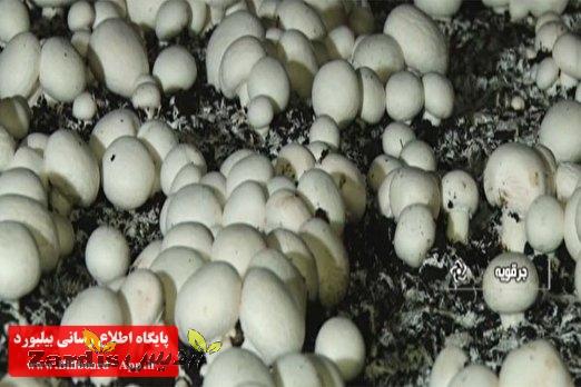 قارچ ایرانی در بازارهای جهانی_thumbnail