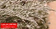 بارش برف پاییزی در زنجان_thumbnail