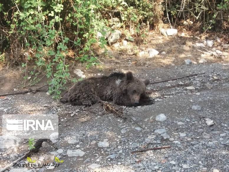 کشف لاشه یک خرس در ارتفاعات توسکستان گرگان_thumbnail