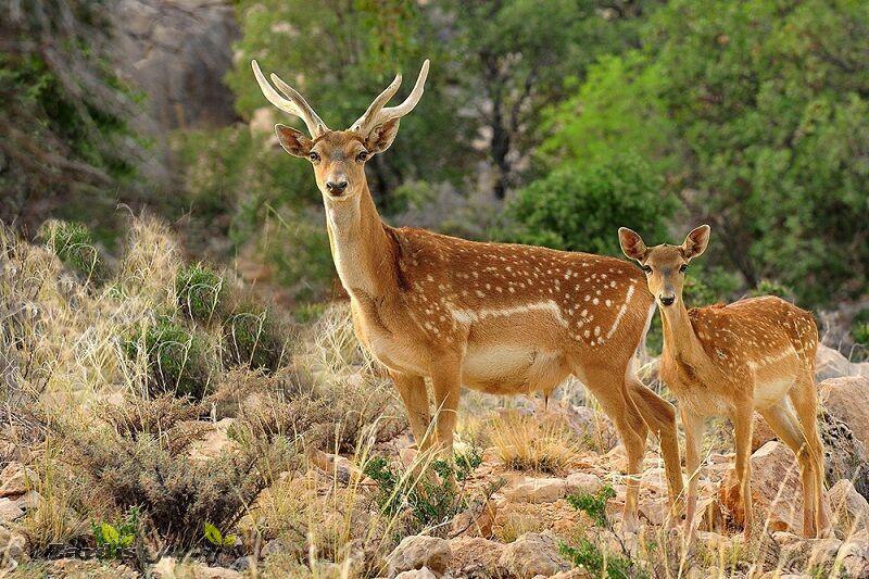 Some Persian fallow deer born in wildlife refuge in southern Iran_thumbnail