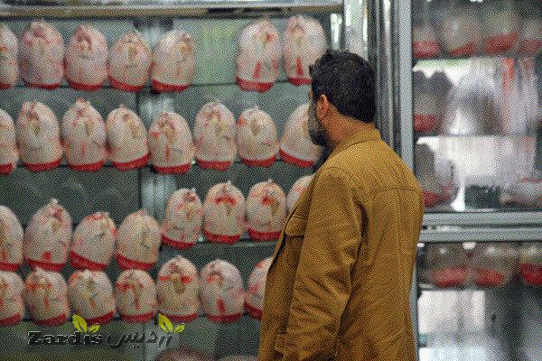 ممنوعیت خروج مرغ زنده از استان بوشهر/ وضعیت توزیع مناسب نیست_thumbnail