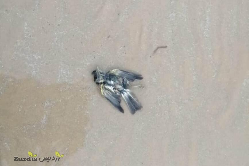 تلف‌شدن پرندگان در ساحل شهرستان گناوه/ علت در حال بررسی است_thumbnail