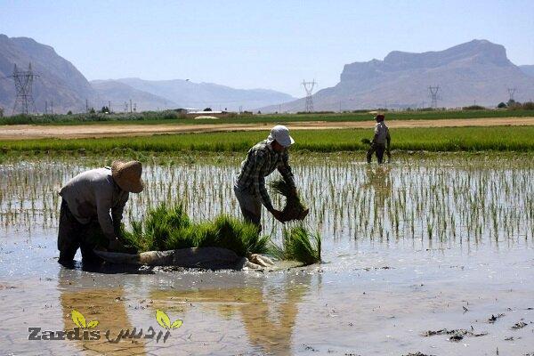 برنج به دلیل خشکسالی نباید در کرمانشاه کشت شود_thumbnail