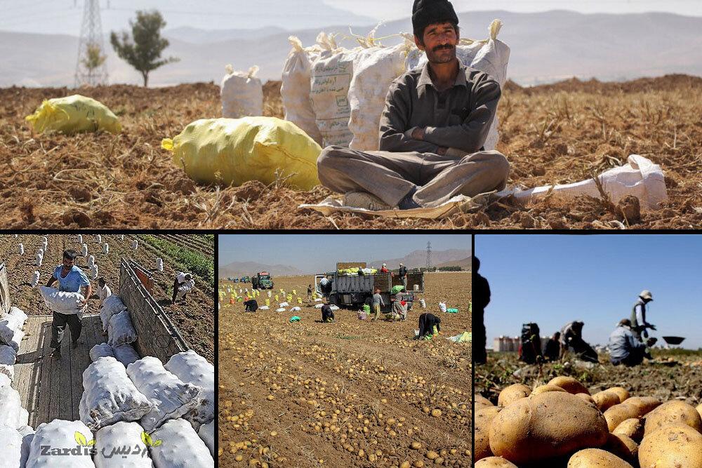 ۲۸۵ هزار تن سیب زمینی در استان زنجان تولید می شود_thumbnail