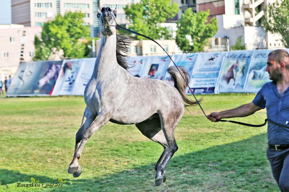 Ardabil hosts Arabian horse beauty contest_thumbnail