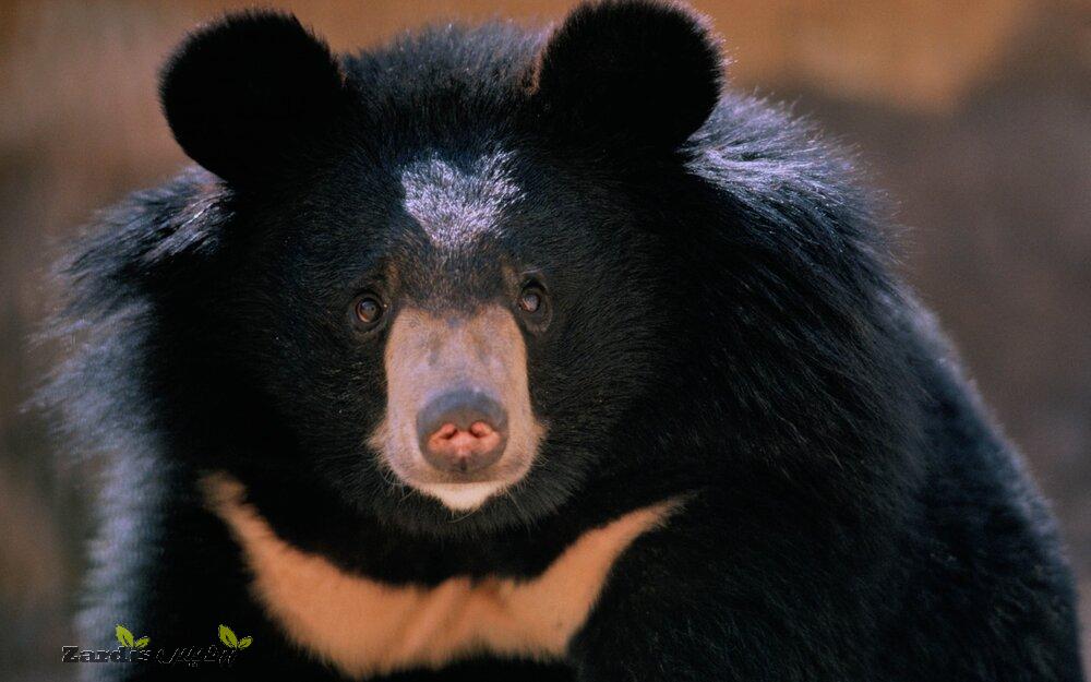 Let’s protect precious Baluchi black bear_thumbnail