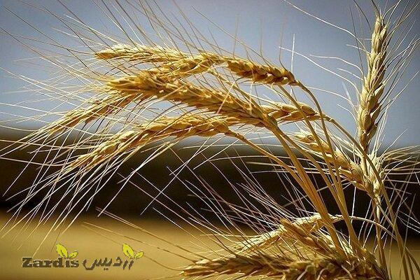 تامین ۲۶ هزار تن انواع بذر آبی و دیم گندم برای کشاورزان لرستانی_thumbnail