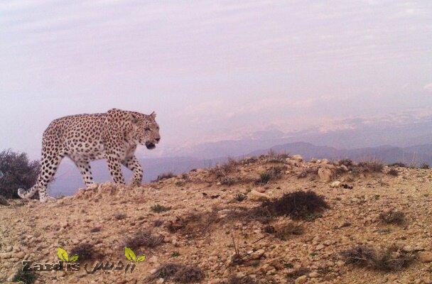 Persian leopard spotted in Yazd Province_thumbnail