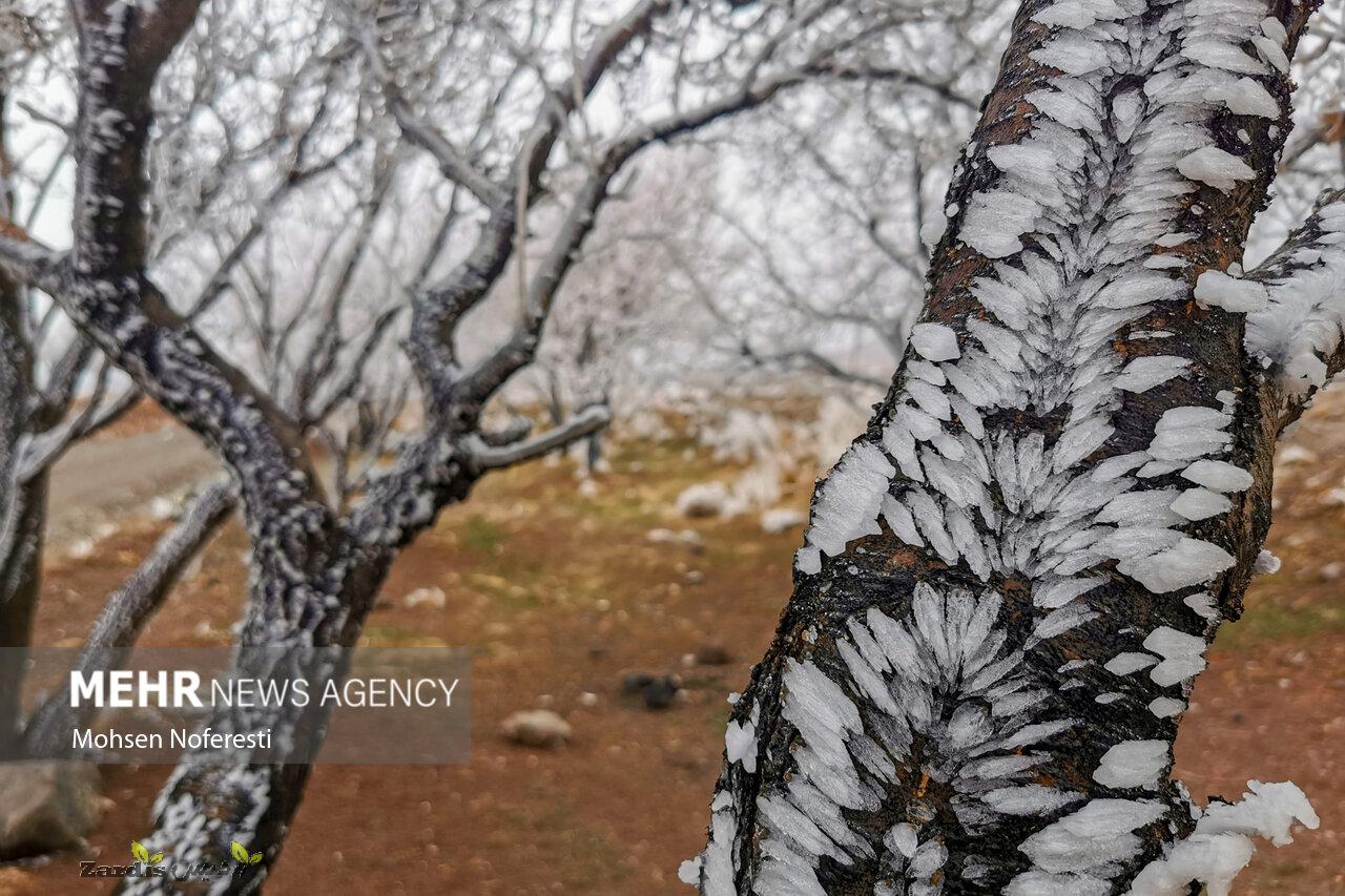 Ice crystals beautify nature in Khorasan Razavi province_thumbnail