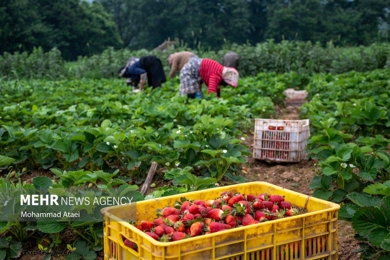 Harvesting strawberry in Golestan province_thumbnail