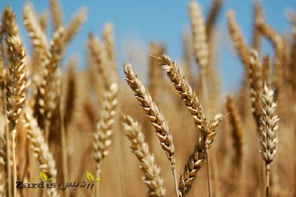 خرید بیش از ۹۱ هزار تن گندم مازاد کشاورزان در کرمانشاه