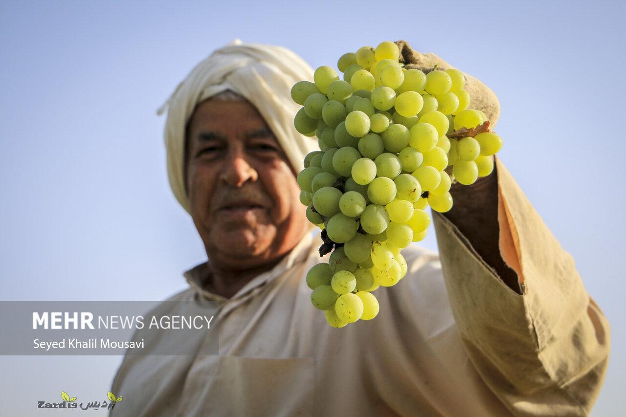 Grapes harvesting in Iran_thumbnail