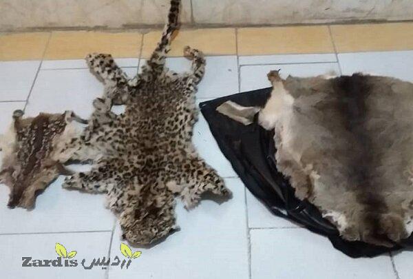 دستگیری شکارچی غیرمجاز پلنگ ایرانی در رودبار_thumbnail