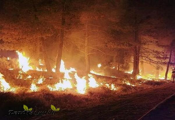 آتش‌سوزی گسترده در جنگل های کهگیلویه/ نیاز فوری به تجهیزات_thumbnail