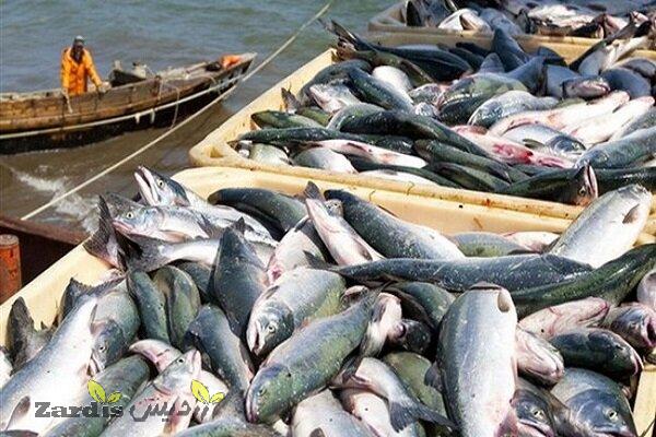 Iran’s export of fishery products in 5-month period up 24%_thumbnail