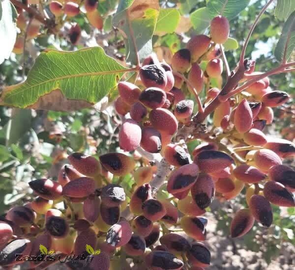 Iran’s pistachio production up 15%: Official_thumbnail