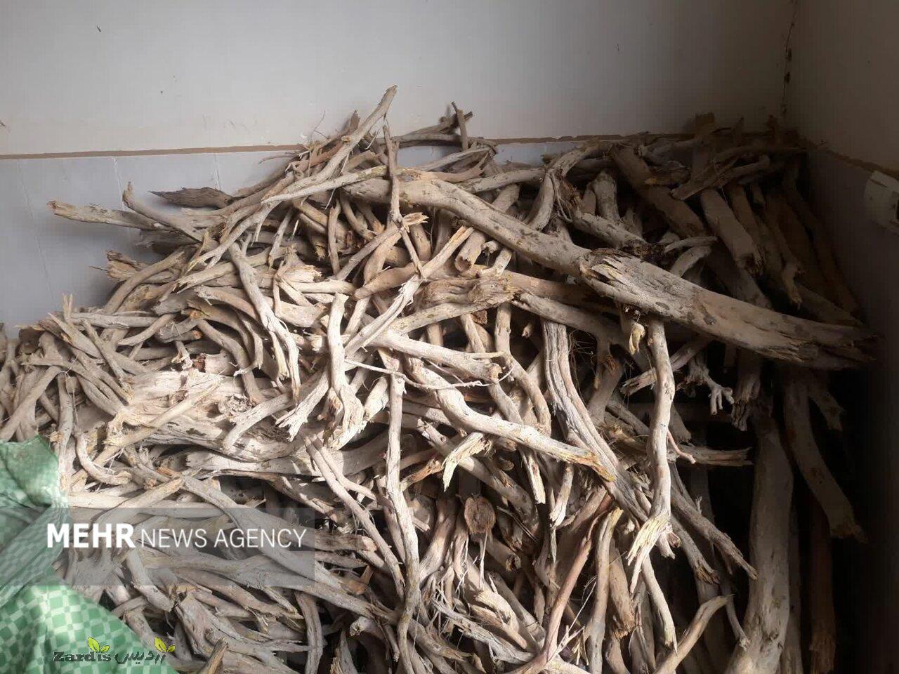 کشف ۴۰تن چوب تاغ دپو شده قاچاق در سمنان_thumbnail