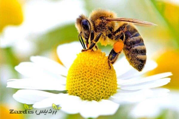 زنبورداری استان تهران در خطر نابودی است_thumbnail