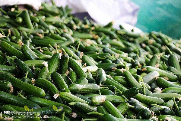 میدان عرضه و فروش خیار سبز در هشتبندی هرمزگان_thumbnail
